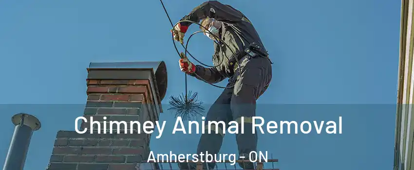  Chimney Animal Removal Amherstburg - ON