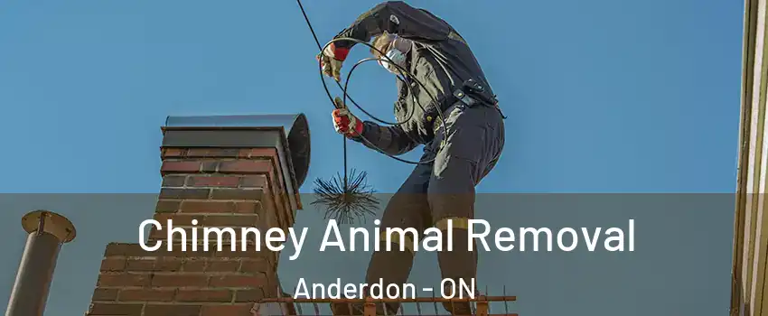  Chimney Animal Removal Anderdon - ON