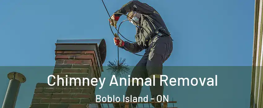  Chimney Animal Removal Boblo Island - ON