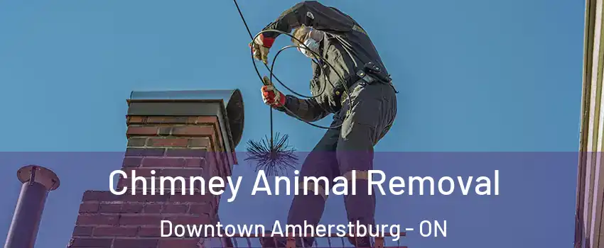  Chimney Animal Removal Downtown Amherstburg - ON
