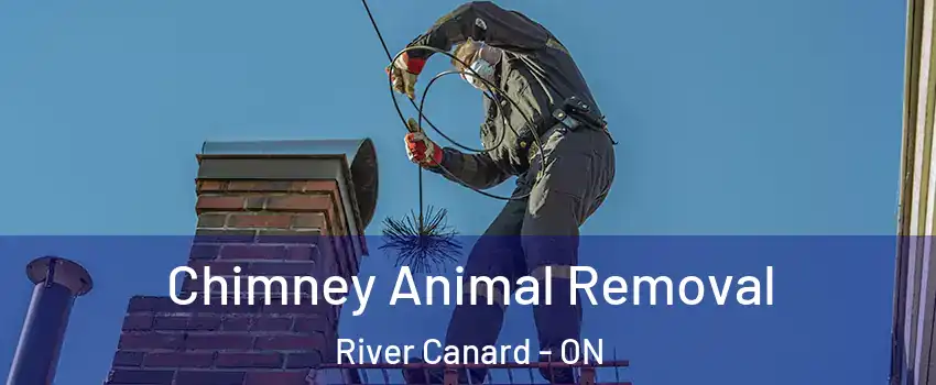  Chimney Animal Removal River Canard - ON
